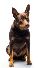 Portrait of a dog of breed Australian Kelpie on a white background