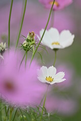 Selective focus on white cosmos flower blooming cosmos flower field, beautiful vivid natural autumn garden outdoor park image.