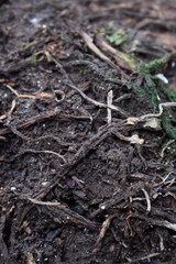 Roots  in the ground