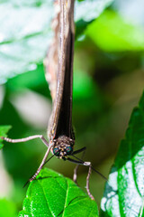 Butterfly of Costa Rica