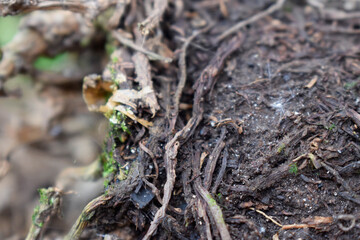 Roots  in the ground