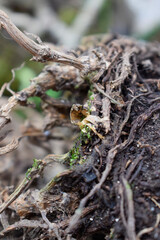 Roots  in the ground