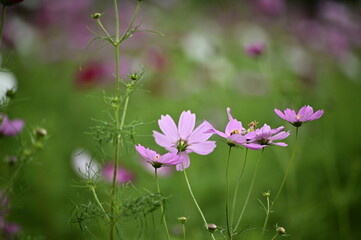 Selective focus on pink cosmos flower blooming cosmos flower field, beautiful vivid natural autumn garden outdoor park image.