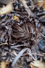 Brown and dry leaves 