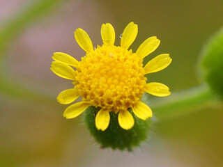 Wildflower (senecio lividus)