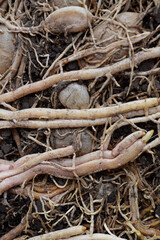 Roots and bulbs in the ground