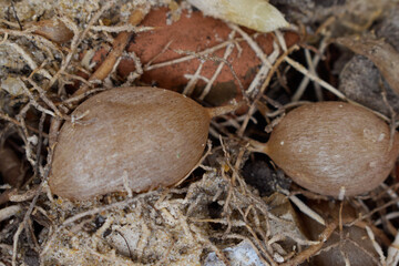 Roots and bulbs in the ground