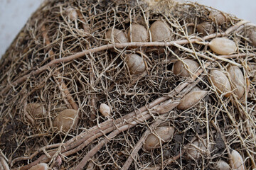 Roots and bulbs in the ground