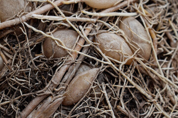 Roots and bulbs in the ground
