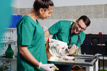 Veterinarian and dog at veterinary clinic.