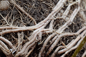 Roots  in the ground