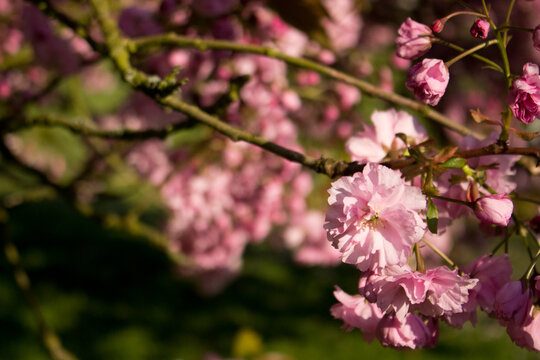 Kirschblüte