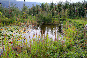 Natur-Gartenteich mit vielen Pflanzen, Südtirol, Italien, Europa