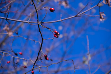 Bright foliage colors in Autumn, Riehen Switzerland	
