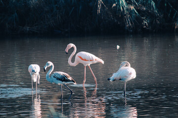 Flamingos hanging out in the lake