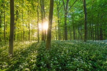 A beech tree forest, Jutland, Denmark comes to life with wild ramson flowers.	