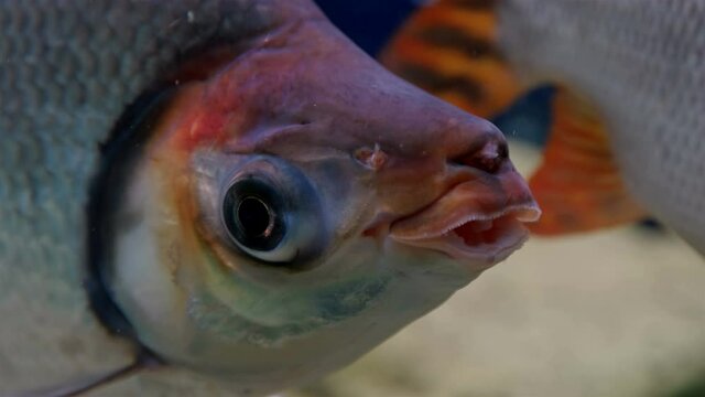 fish Semaprochilodus, family Prochilodontidae, close-up of mouth with lips and eyes. Live in large rivers of South America