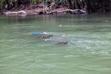 Obraz premium Costa Rica beautiful nature