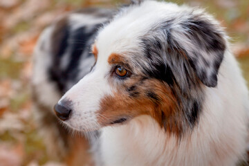 Retrato closeup de perro Pastor Australiano en la naturaleza