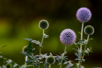 Allium flowers, rounded purple heads of ornamental onion, with selective focus on front flower...