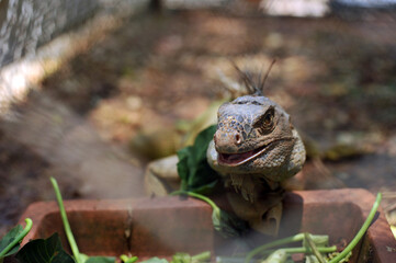 Green Iguana (Iguana iguana) spotted outdoors at the zoo