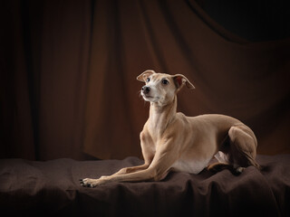 dog on a brown drapery background. graceful Italian greyhound. Studio photos of a pet.