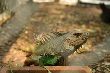Green Iguana (Iguana iguana) spotted outdoors at the zoo