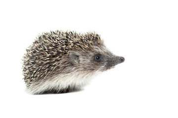 small curious hedgehog