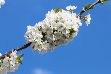Zweig eines Kirschbaues mit weißen Blüten