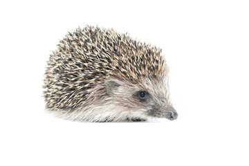 small curious hedgehog