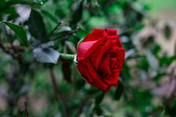 Rosa Rossa su sfondo sfocato