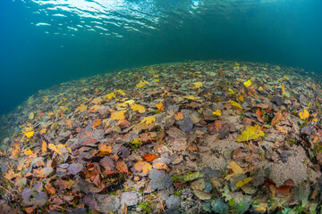 Fototapeta na wymiar Autumn leaves on the ground of a lake