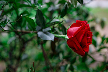 Rosa Rossa su sfondo sfocato