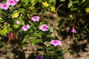  Soft Pink Catharanthus roseus flower