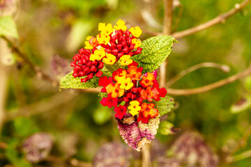 Costa Rica  land of beautiful flowers