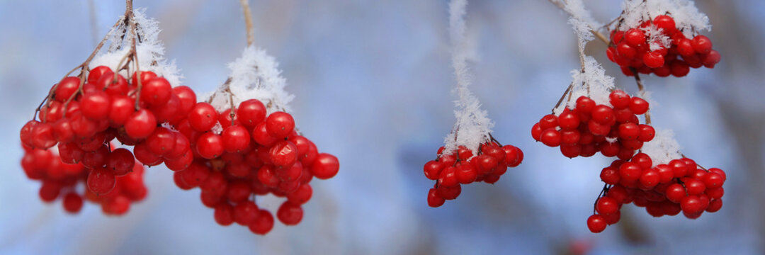 Gew&ouml;hnliche Schneeball (Viburnum opulus) rote Beeren, Fr&uuml;chte im Schnee, Panorama