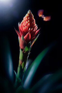 Bromelien Pflanzen mit Bl&uuml;ten, Tropenpflanze, Zierpflanze, Gegenlichtaufnahme