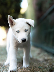 so cute puppy portrait walk 