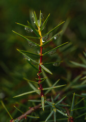 Exotic plant with water 