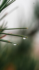 small water drops macro on green ambiece