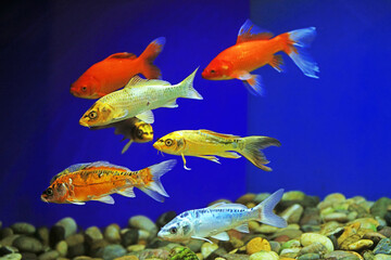 Naklejka premium Koi swimming in aquarium