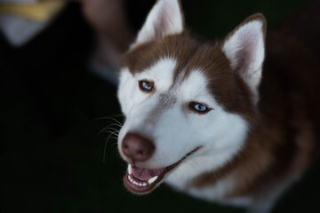 siberian husky dog