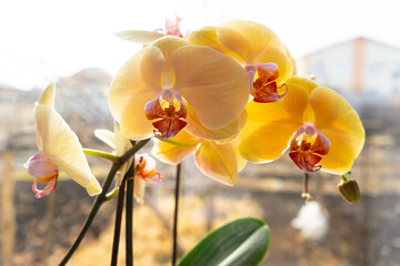yellow orchid in a pot on a windowsill. Close up view of a  home blooming orchid flower on a sunny day