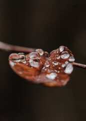 Small water drops in a red leave
