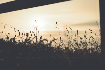grass and sunset
