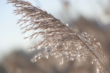 frost on the crown of a reed