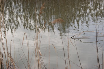 reflection of reeds in the water