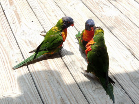 Three parrots on a deck