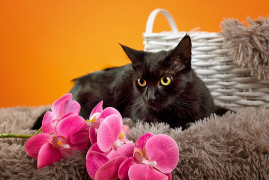 Funny male black cat with basket on orange background