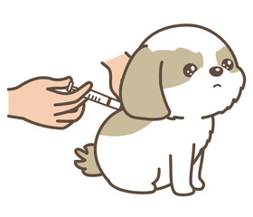 注射を打たれる犬　シーズー　動物病院